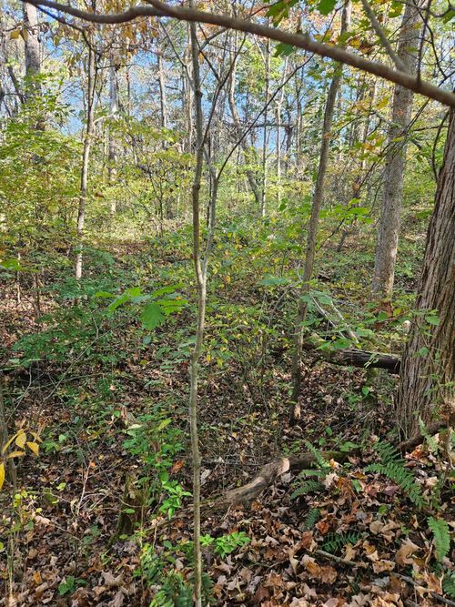 0 Heddleson Rdg, Lower Salem, OH, 45745 | Card Image