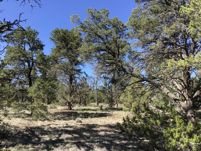 Lot 7 Red Fox Road, Home with 0 bedrooms, 0 bathrooms and null parking in Ramah NM | Image 34