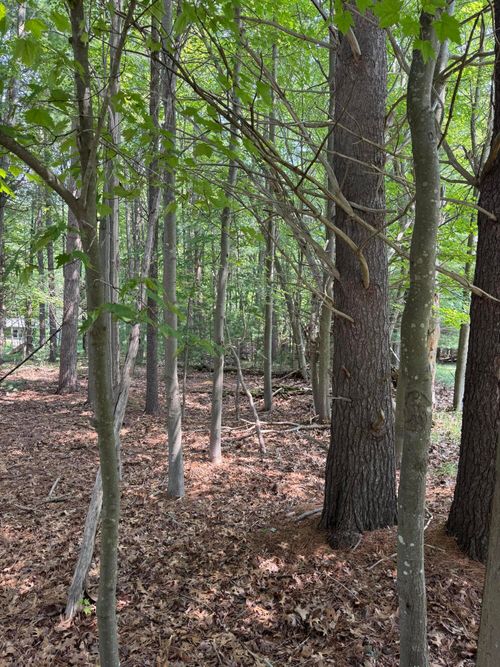 vl 3rd Ave, Pentwater, MI, 49449 | Card Image