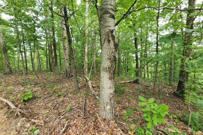 TRACT-3 - 0 Back Run Rd, Home with 0 bedrooms, 0 bathrooms and null parking in Philo OH | Image 21