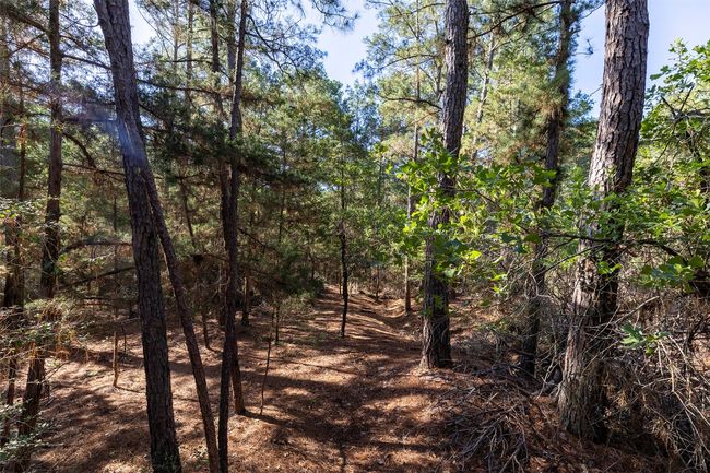 View of wooded area | Image 18