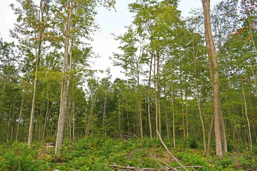 Parcel J Road Tbd, Greenbush Township, MI, 48738 | Card Image