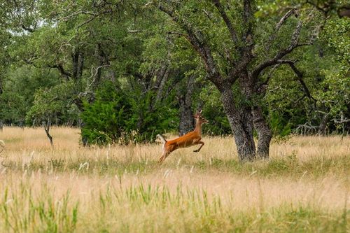 33-Lot 33 Nott Branch Rd, Harper, TX, 78631-2062 | Card Image