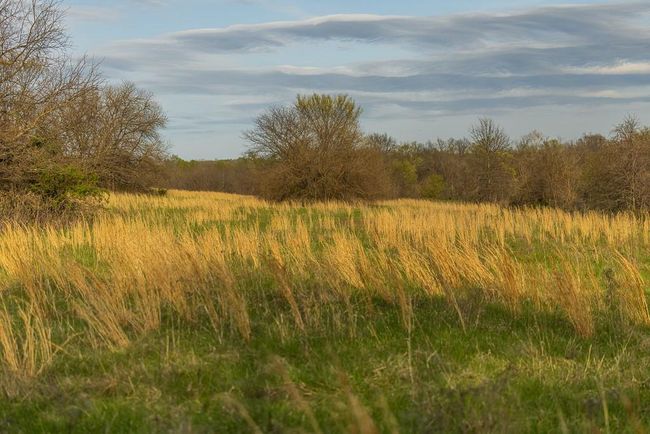 View of local wilderness with a view of trees | Image 63