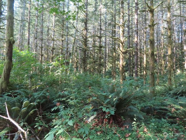 0 XXX State Route 4 W, Home with 0 bedrooms, 0 bathrooms and null parking in Grays River WA | Image 7