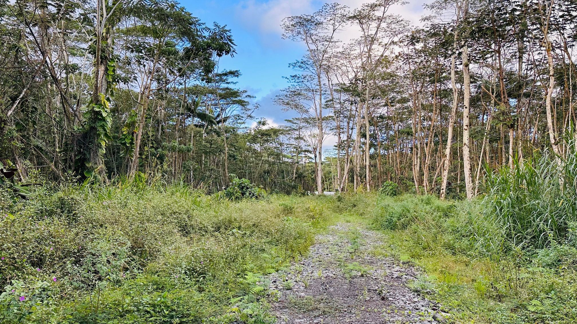Land in Pahoa 4