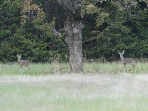 TBD School House Road, Forestburg, TX, 76239 | Card Image