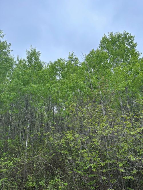 lot-8-ON Burrows Lake Rd, Tomahawk, WI, 54887 | Card Image