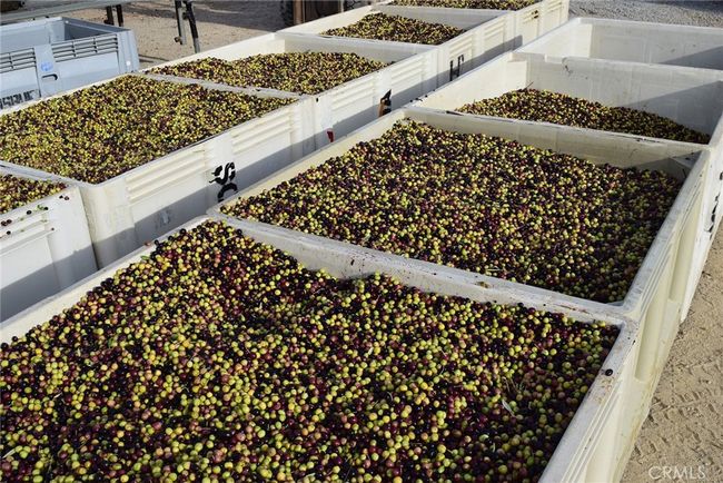 Olive Harvest | Image 30