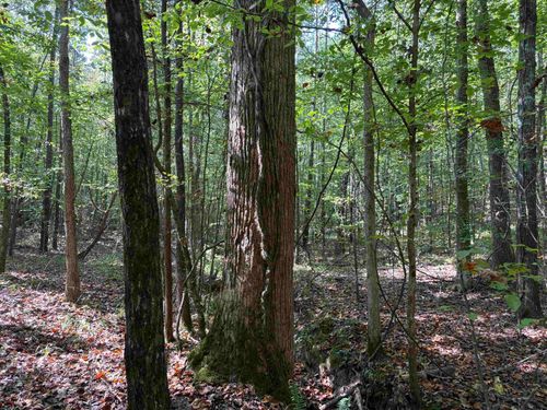 0 County Road 227, Tiplersville, MS, 38674 | Card Image
