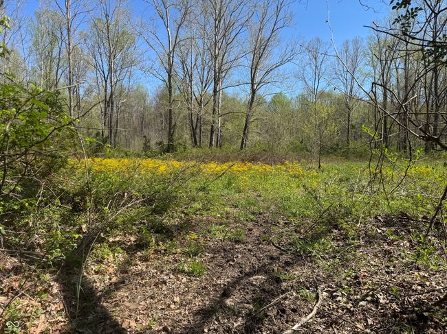 view of landscape with a view of trees | Image 31