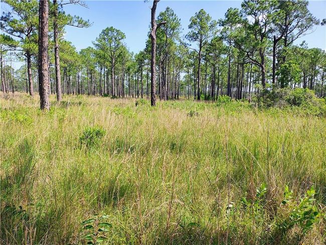 View of local wilderness | Image 6