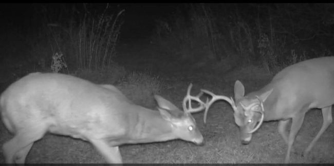 More Deer | Image 32