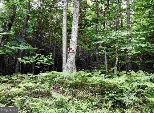 25 Black Bear Trl, Davis, WV, 26260 | Card Image