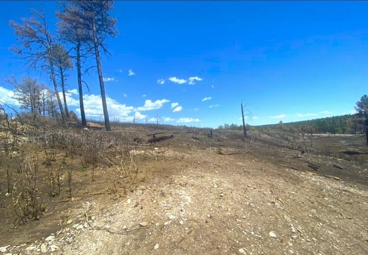 Land in Timberon 5