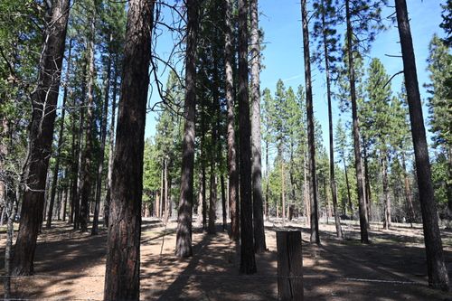 00000 Pine Shadows Road, Mcarthur, CA, 96056 | Card Image