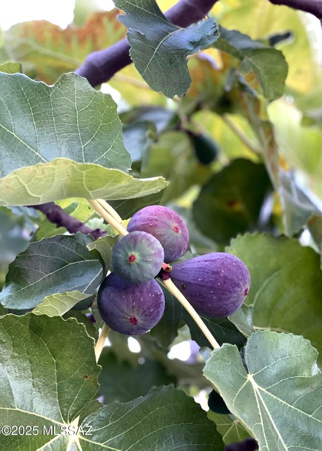 Fig and citrus trees | Image 27