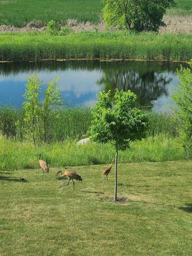 8999 Lakeside Drive birds.jpg | Image 44
