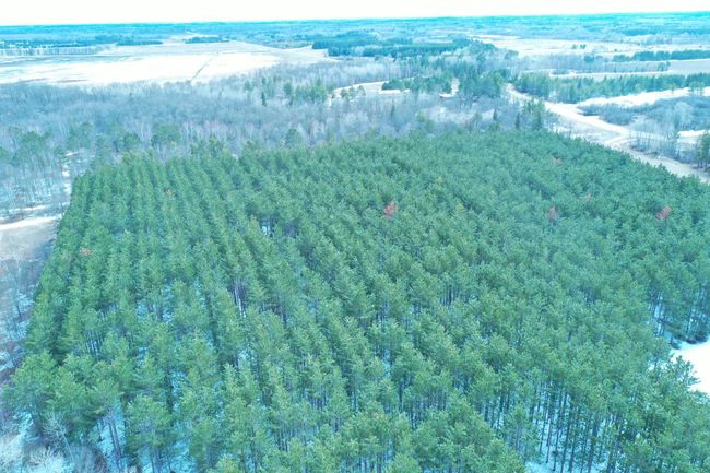 pines.jpg | Image 26