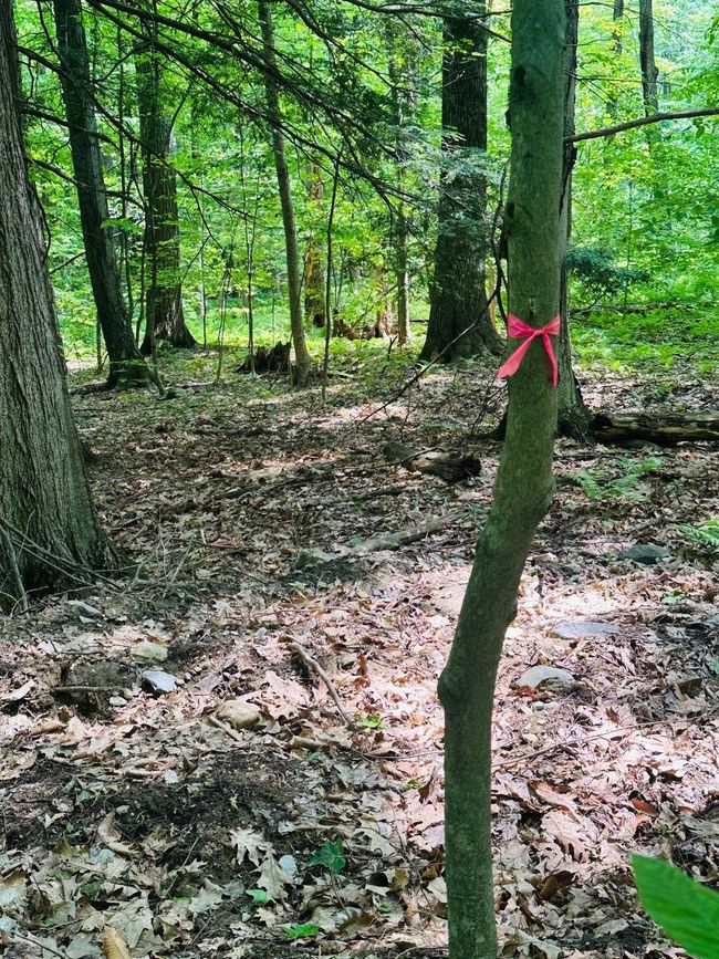 LOT-2 - 123 Rte 5, Home with 0 bedrooms, 0 bathrooms and null parking in Westminster VT | Image 4