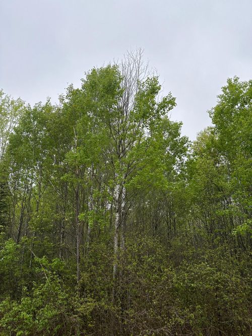 lot-10-ON Burrows Lake Rd, Tomahawk, WI, 54887 | Card Image