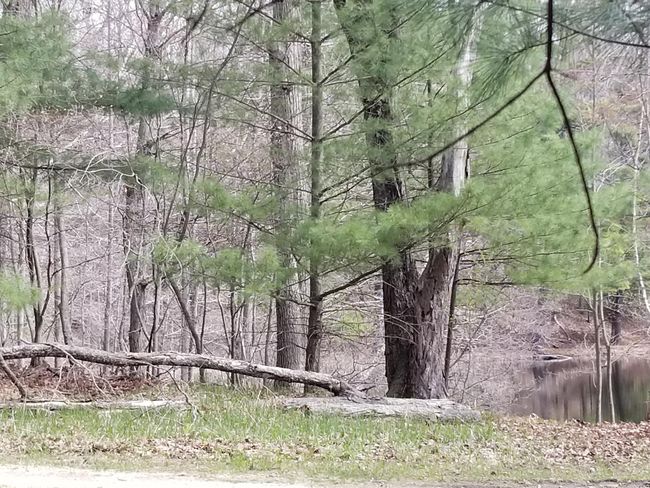 15 W 12 Mile Rd, Home with 0 bedrooms, 0 bathrooms and null parking in Irons MI | Image 10