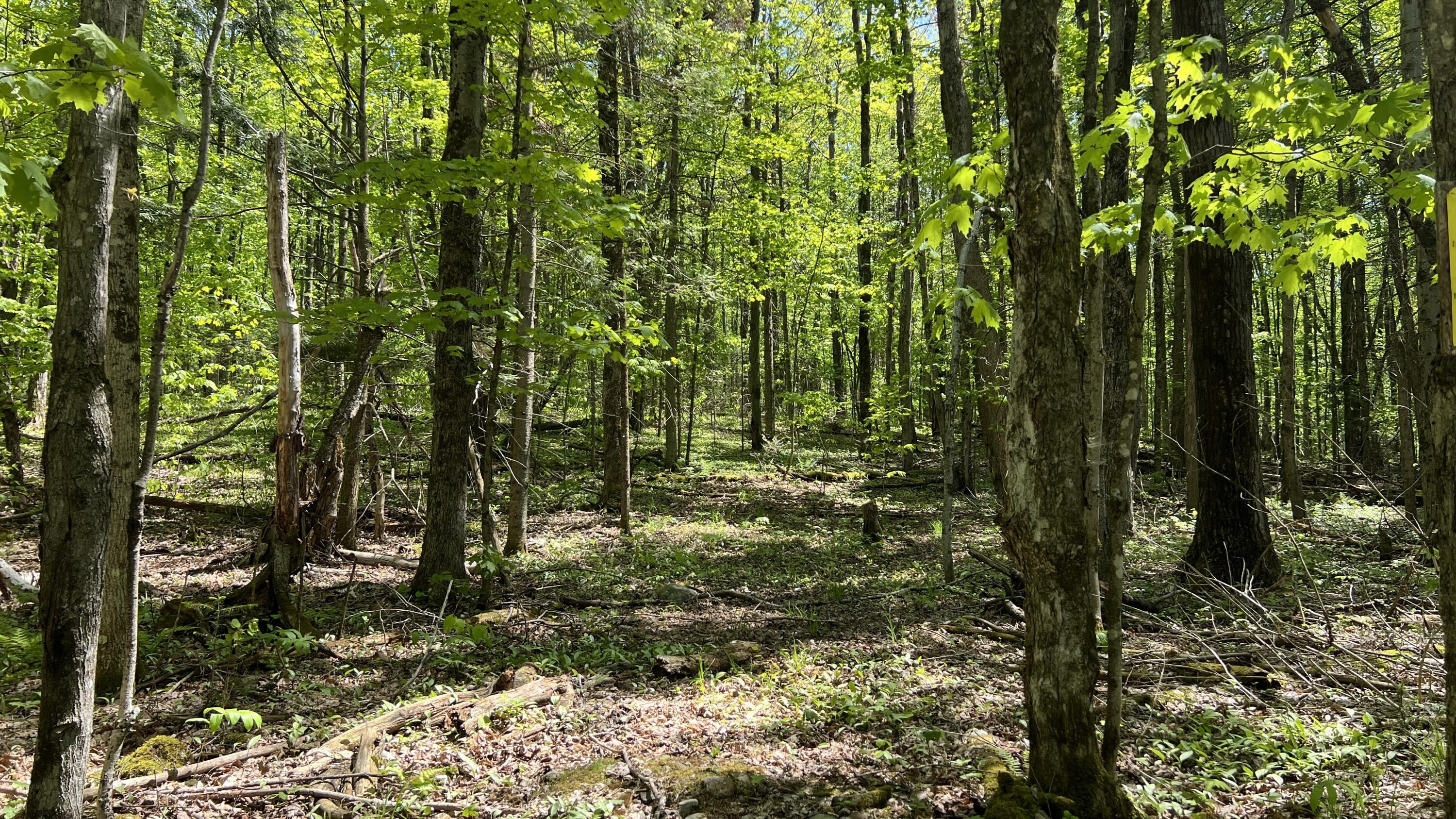Land in Malone 3