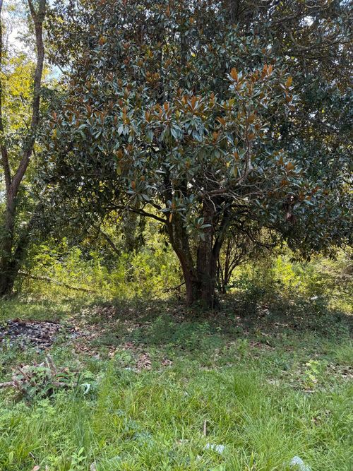 0 Cotton St, Denmark, SC, 29042 | Card Image