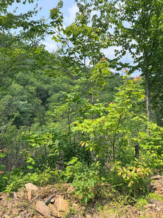 88 acres Bolden Branch Rd, Home with 0 bedrooms, 0 bathrooms and null parking in Andrews NC | Image 25