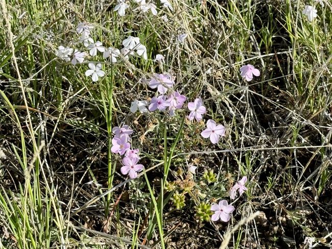 Wild Flowers | Image 17
