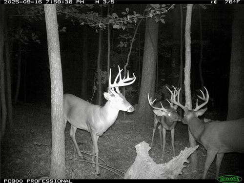 TBD Highway 23, Saint Paul, AR, 72760 | Card Image