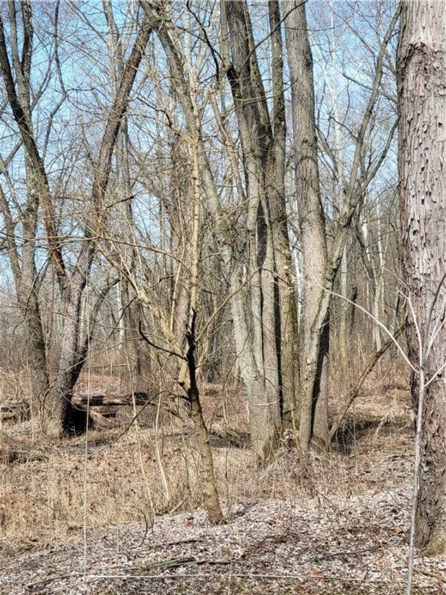 Tree marked with ribbon at back corner of property | Image 8