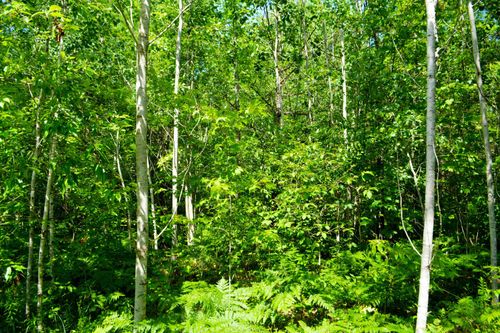 V/L Gedman Road, Blue Lake Township, MI, 49659 | Card Image