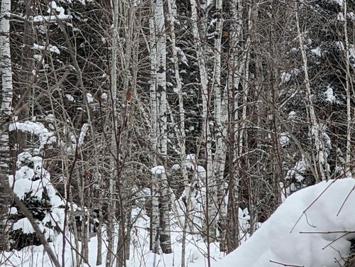 57695 Four Corners Store Rd, Mason, WI, 54856-2047 | Card Image