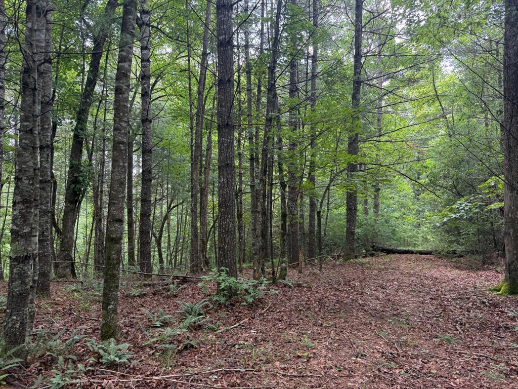 Land in Franklin 4