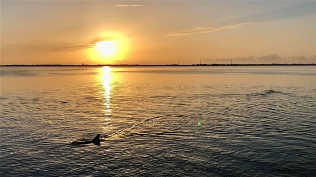 Local dolphins | Image 40
