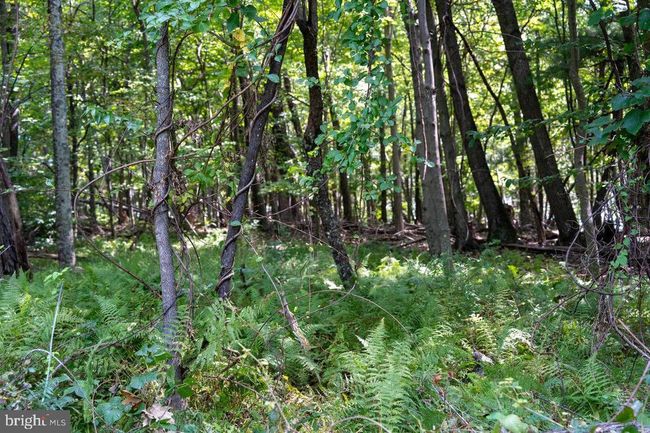 Lot 3 Price Ridge Rd, Home with 0 bedrooms, 0 bathrooms and null parking in STANLEY VA | Image 37