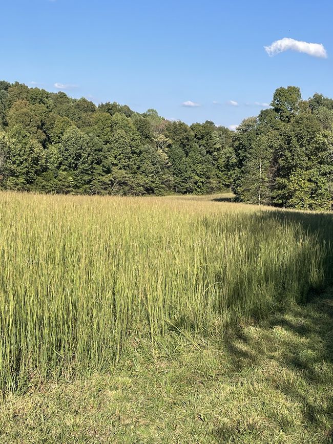 425 Nim Rd, House other with 3 bedrooms, 1 bathrooms and 2 parking in Red Boiling Springs TN | Image 32