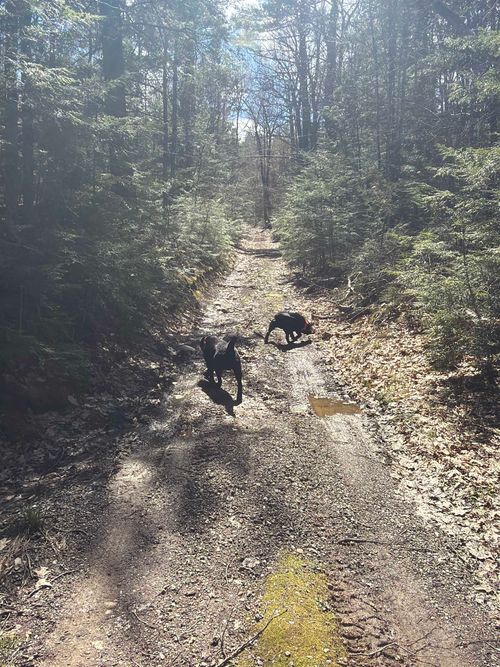 R29L9 Roxbury Road, Meredith, NH, 03253 | Card Image