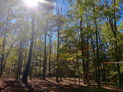 Lot 30 Wild Flower Way, Albright, WV, 26519 | Card Image