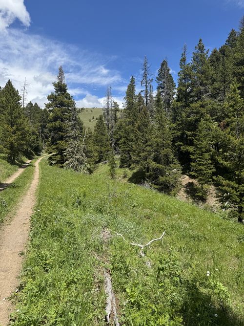 NHN Codette Creek Road, Lincoln, MT, 59639 | Card Image