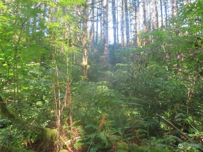0 XXX State Route 4 W, Home with 0 bedrooms, 0 bathrooms and null parking in Grays River WA | Image 18