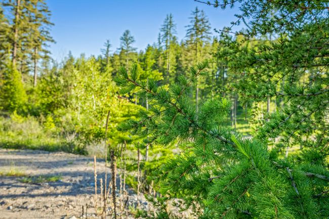62 Trails End Ct, Home with 0 bedrooms, 0 bathrooms and null parking in Bigfork MT | Image 28
