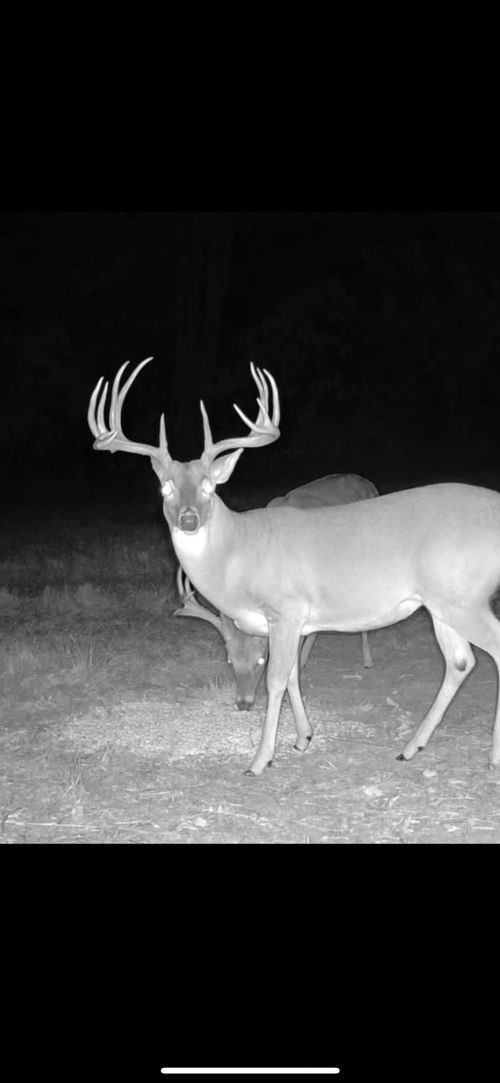 TBD County Road 2737, Naples, TX, 75568 | Card Image