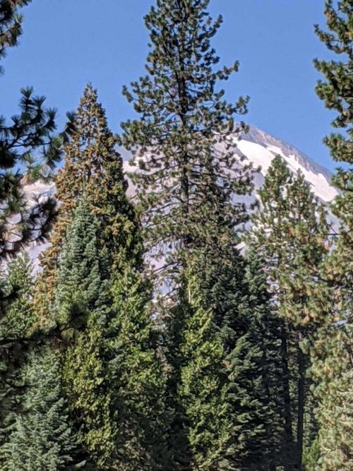 21 Ridge Dr, McCloud, CA, 96057 | Card Image