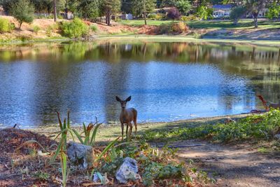 51250 Road 423, House other with 3 bedrooms, 0 bathrooms and null parking in Oakhurst CA | Image 3