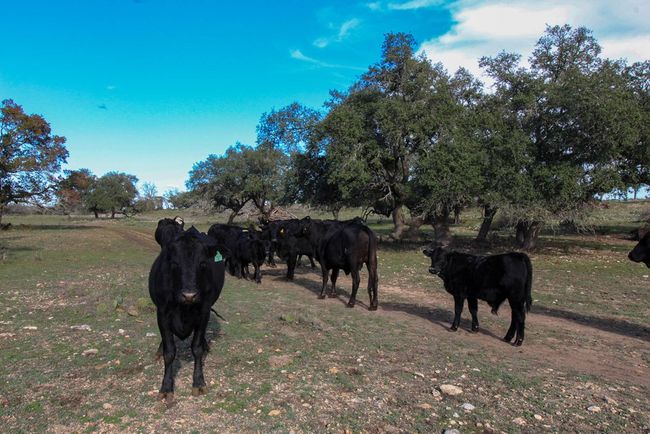 963 Josephine, Home with 0 bedrooms, 0 bathrooms and null parking in Harper TX | Image 15