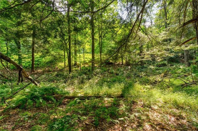 View of local wilderness | Image 13