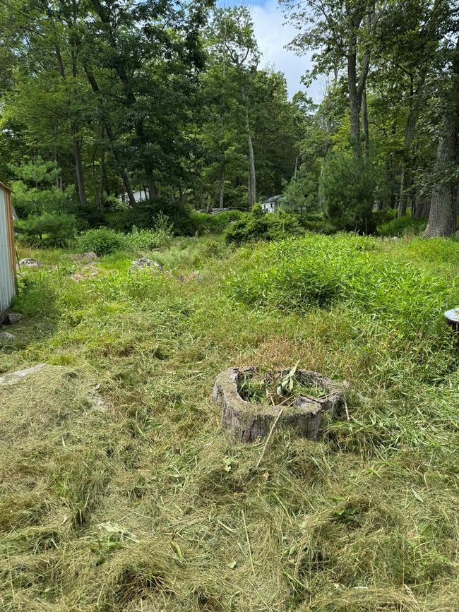 View of yard featuring a forest view | Image 4