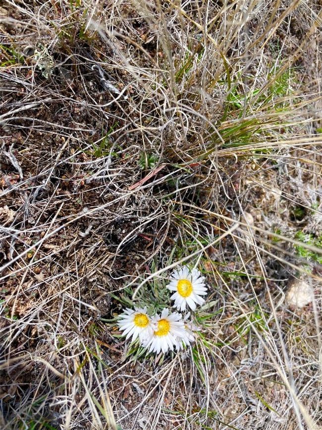 Wildflowers emerging | Image 16